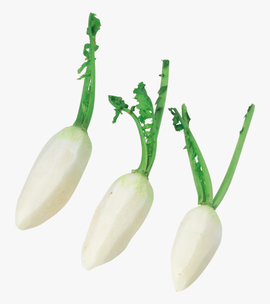 56842 - Root Vegetable, Transparent Clipart