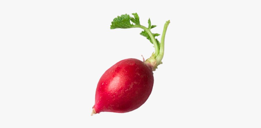 Radish - Beetroot, Transparent Clipart