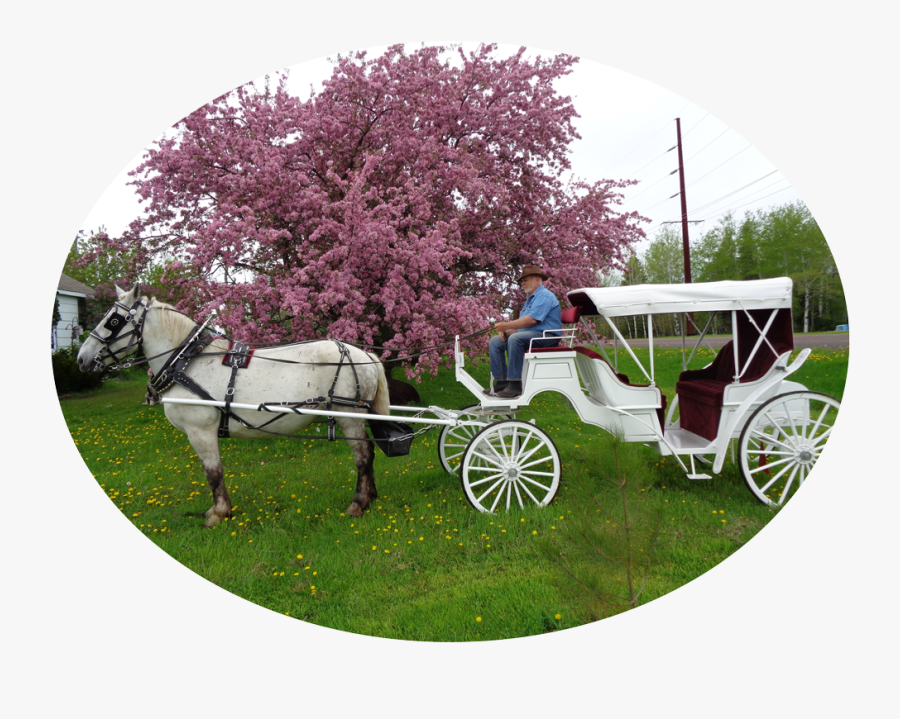 Carts Clipart Carriage Ride - Horse And Buggy, Transparent Clipart
