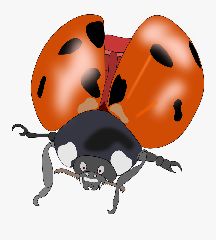 Ladybug Clipart 10 Orange - Kumbang Png, Transparent Clipart