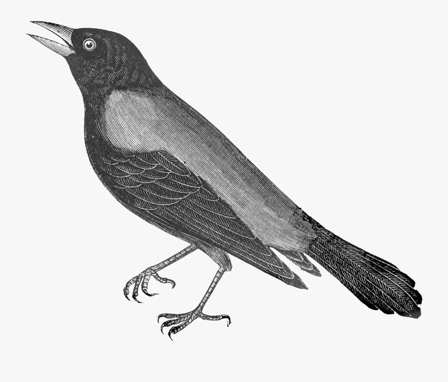 Transparent Black Crow Png, Transparent Clipart