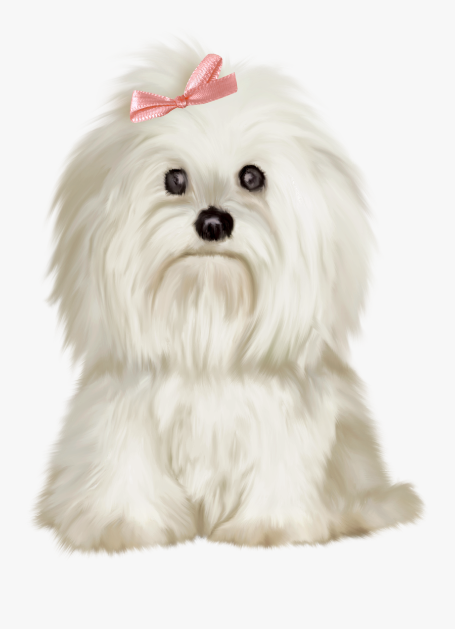 Clip Art Black And White Maltese, Transparent Clipart