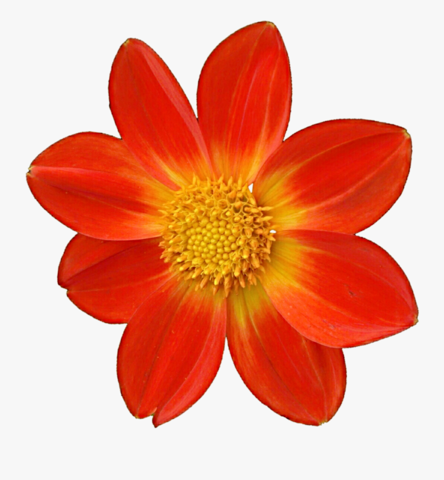 Dahlia Clipart Mexican, Transparent Clipart