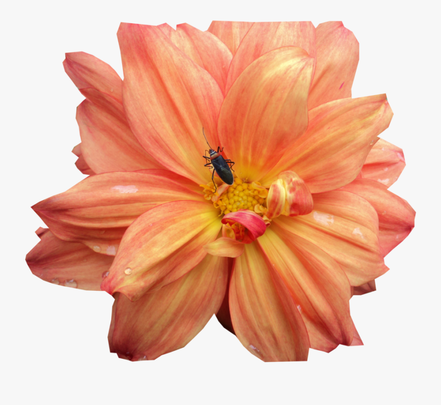 Clip Art National Flower Of Mexico, Transparent Clipart