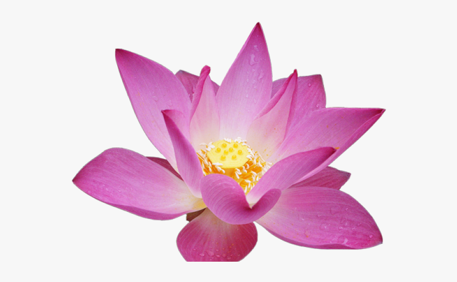 Mexican Flowers Clipart, Transparent Clipart