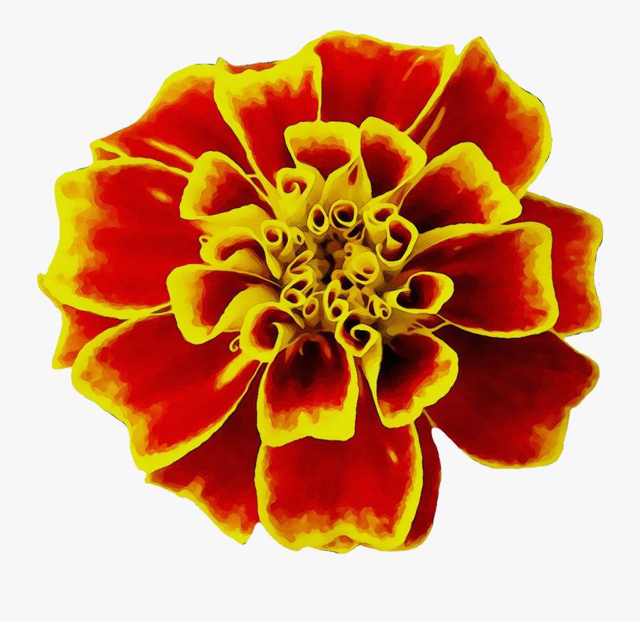 Mexican Marigold Flower Seed Image English Marigold, Transparent Clipart