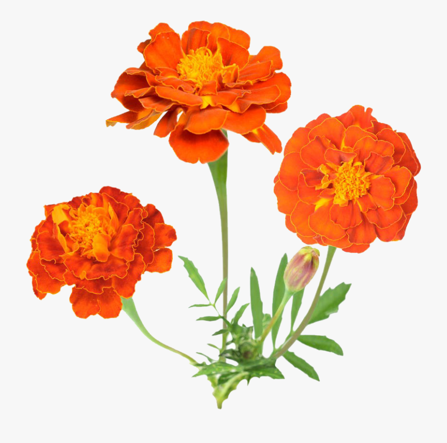 Tagetes-patula, Transparent Clipart