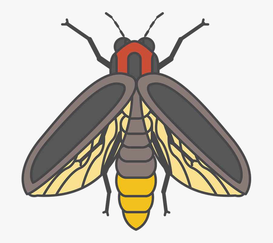 Bee Black Honey - Bugs And Insects Fire Fly, Transparent Clipart