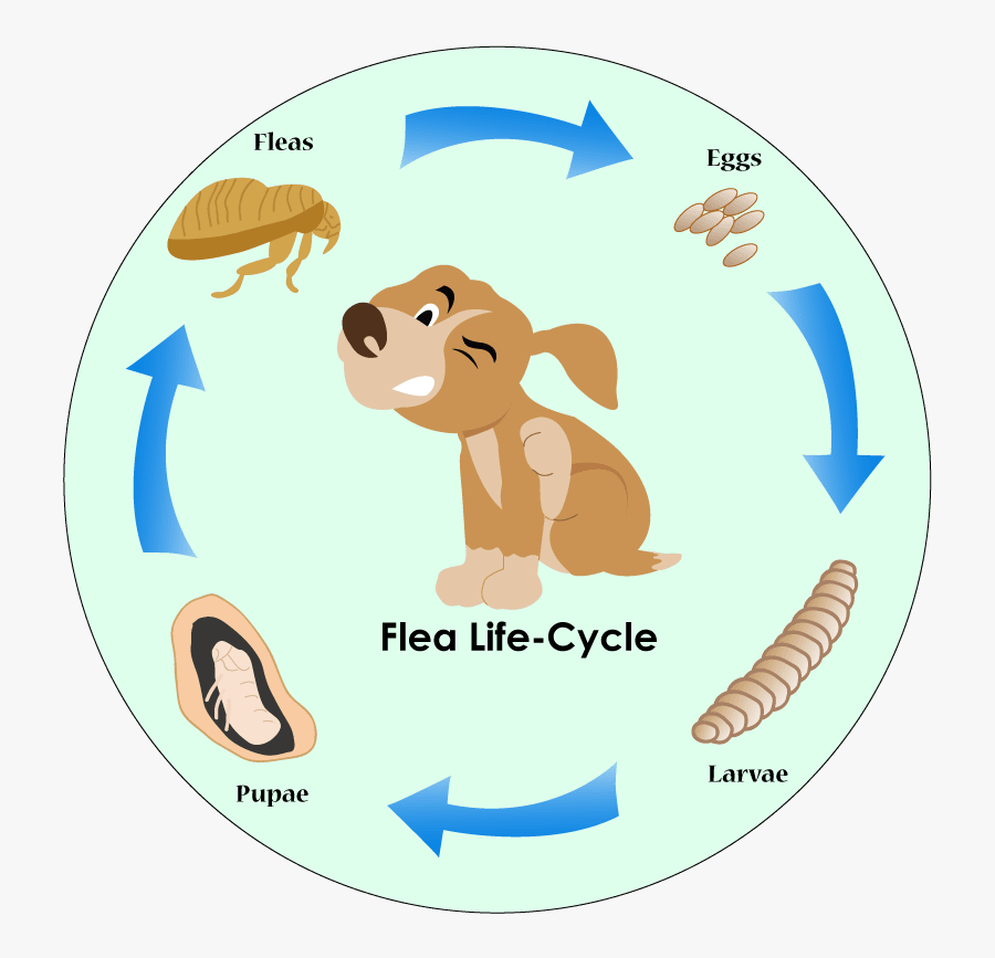 Flea Life Cycle - Cartoon, Transparent Clipart