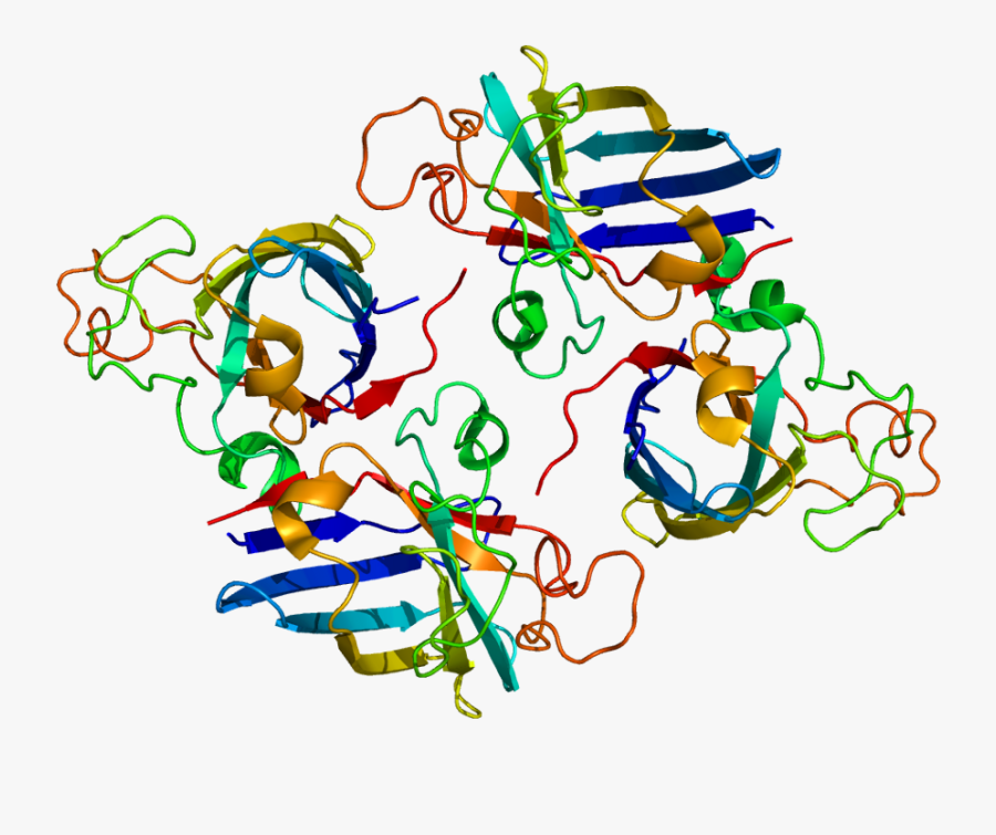 Protein Ccs Pdb 1do5 - Struttura Copper Chaperone For Superoxide Dismutase, Transparent Clipart