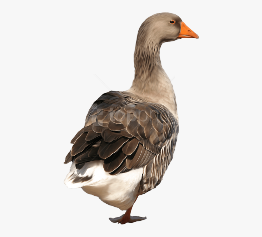Duck Clipart Water - Duck Png, Transparent Clipart