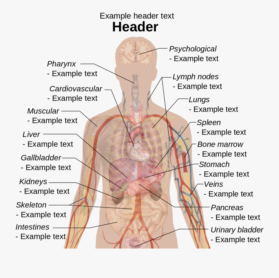 Clip Art Body Diagrams Wikimedia Commons - Allergy Anaphylaxis, Transparent Clipart