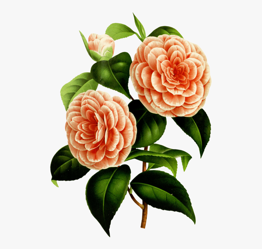 Transparent Library Watercolor Painting Botany Design - Camellia, Transparent Clipart