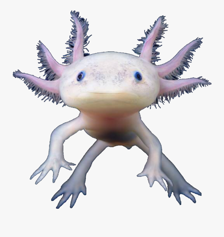 Transparent Axolotl Png - Axolotl Transparent Background , Free