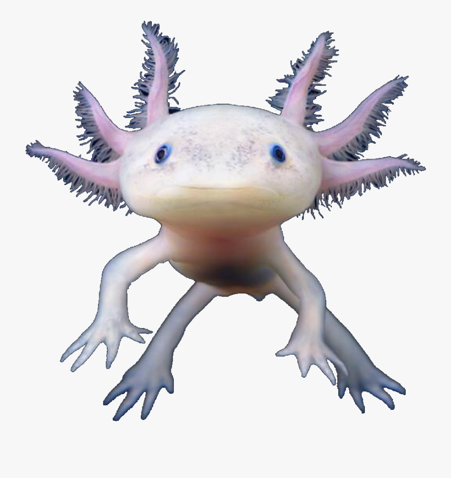 Transparent Axolotl Png - Axolotl Transparent Background, Transparent Clipart