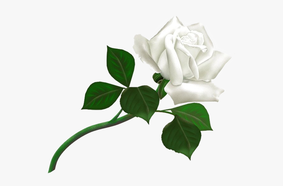 Transparent Background White Rose, Transparent Clipart
