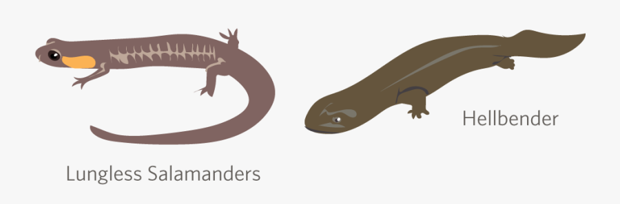 Skink, Transparent Clipart
