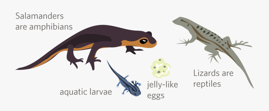 Feathery Gills On Salamander, Transparent Clipart