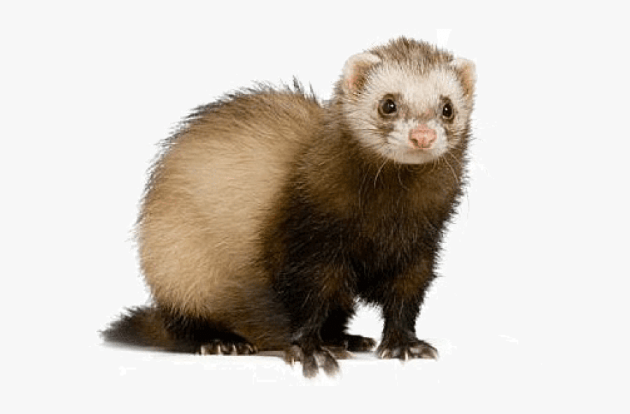 Ferret Marten Clipart - Ferret Transparent Background, Transparent Clipart