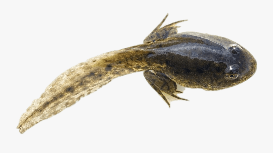 Tadpole With Developed Hind Legs - Tadpole, Transparent Clipart