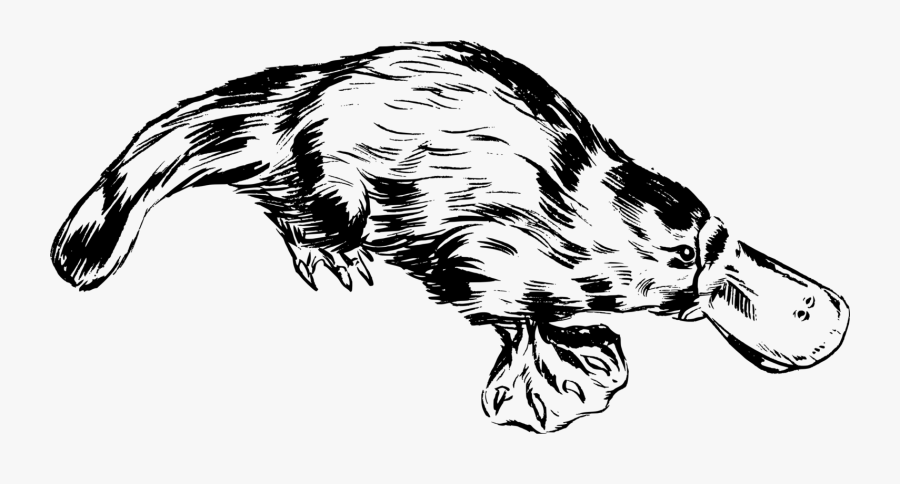 Platypus - Platypus Black And White Clipart, Transparent Clipart