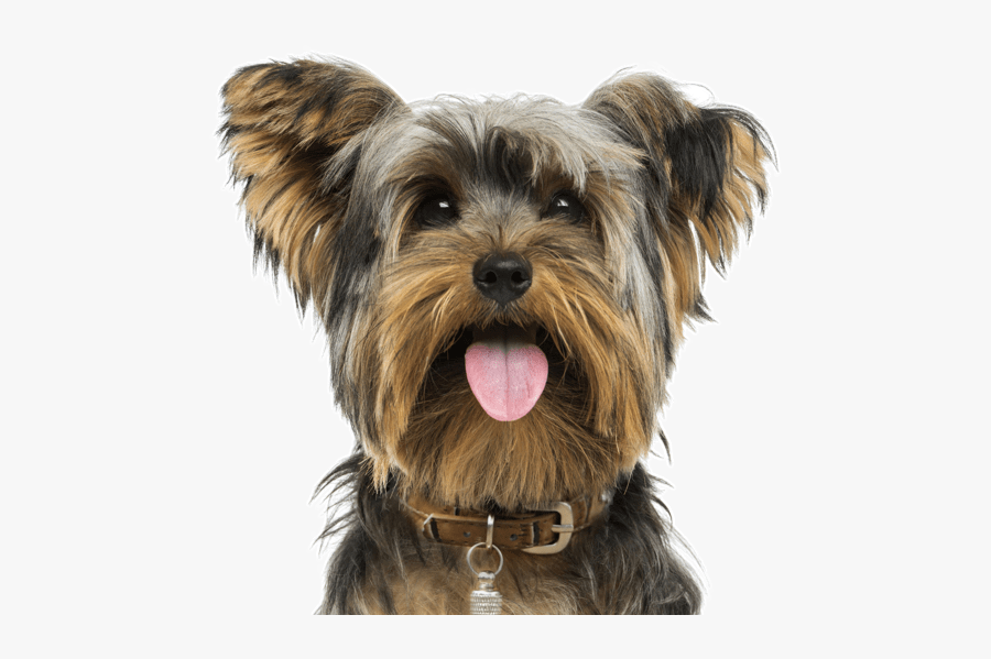 Yorker Dog For Sale, Transparent Clipart