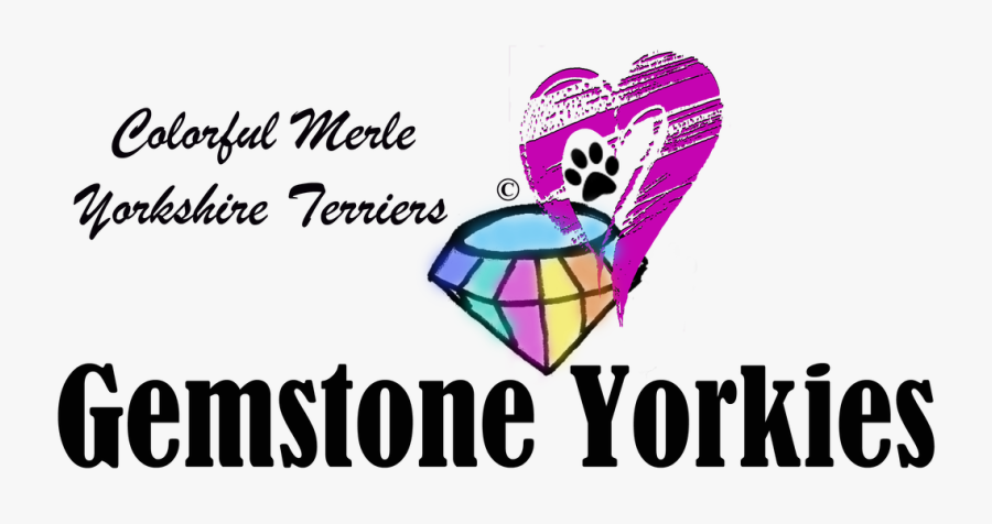 Yorkie Sires And Dams, Transparent Clipart