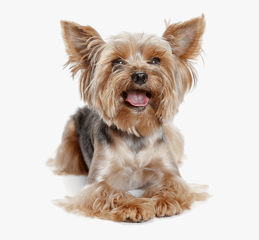 Transparent Yorkie Png - Yorkie Transparent Background, Transparent Clipart
