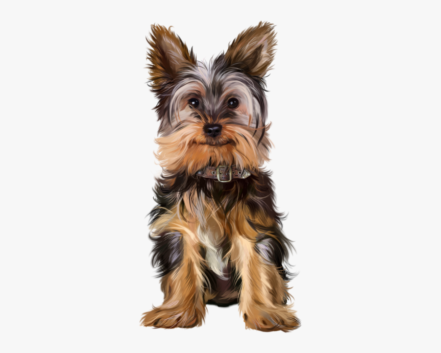 Yorkshire Terrier, Transparent Clipart
