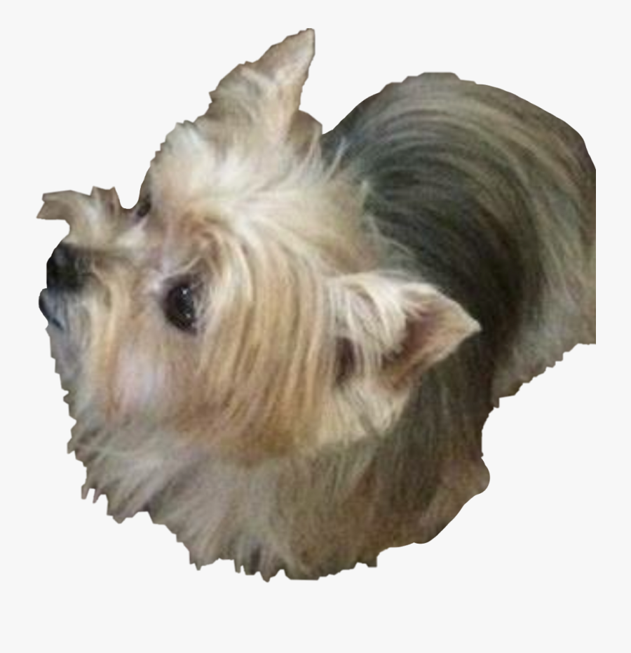 Yorkshire-terrier - Australian Silky Terrier, Transparent Clipart