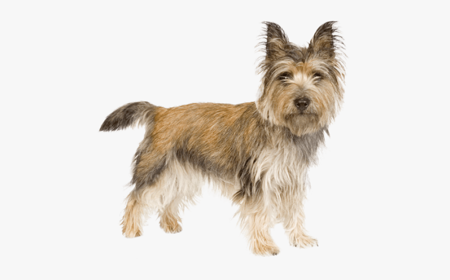 Cairn Terrier Running Png, Transparent Clipart