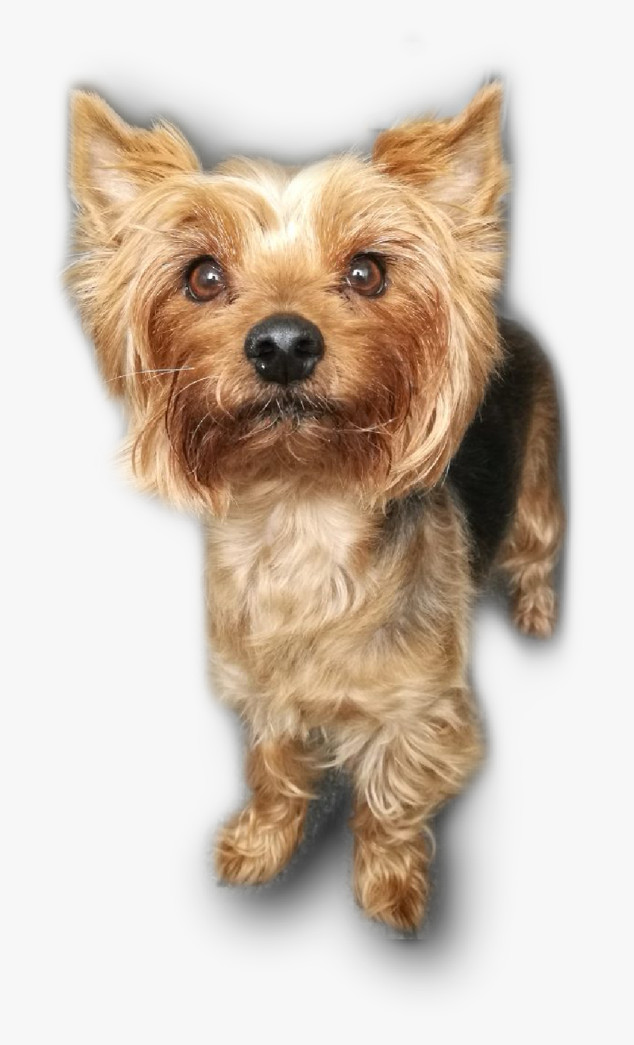 Australian Terrier - Puppy Yorkshire Terrier Png Transparent, Transparent Clipart