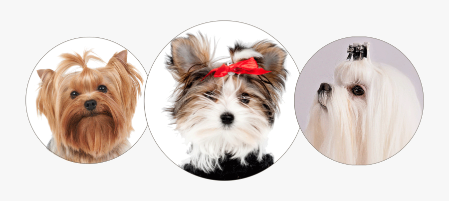 Clip Art Small Dogs That Don - Biewer Terrier, Transparent Clipart