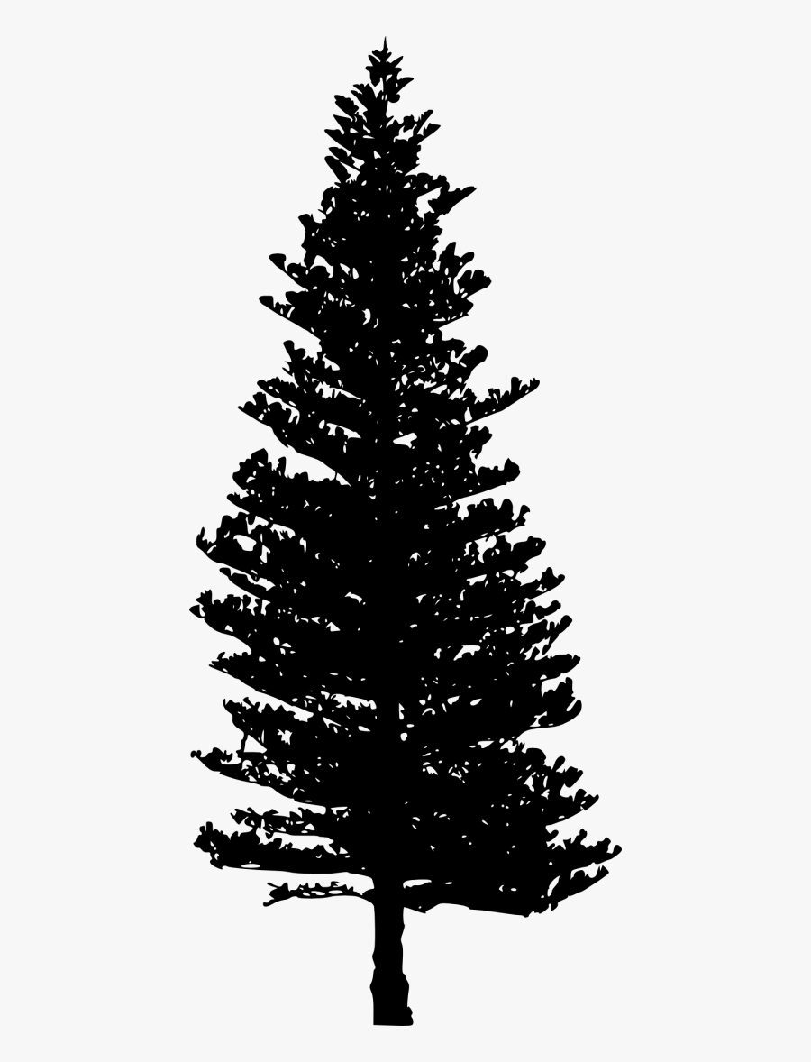 Photo Clipart Tree Silhouette - Pine Tree Transparent Background, Transparent Clipart