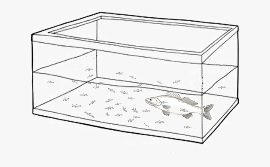 Transparent Fish Tank Clipart - Pike Fish Experiment, Transparent Clipart