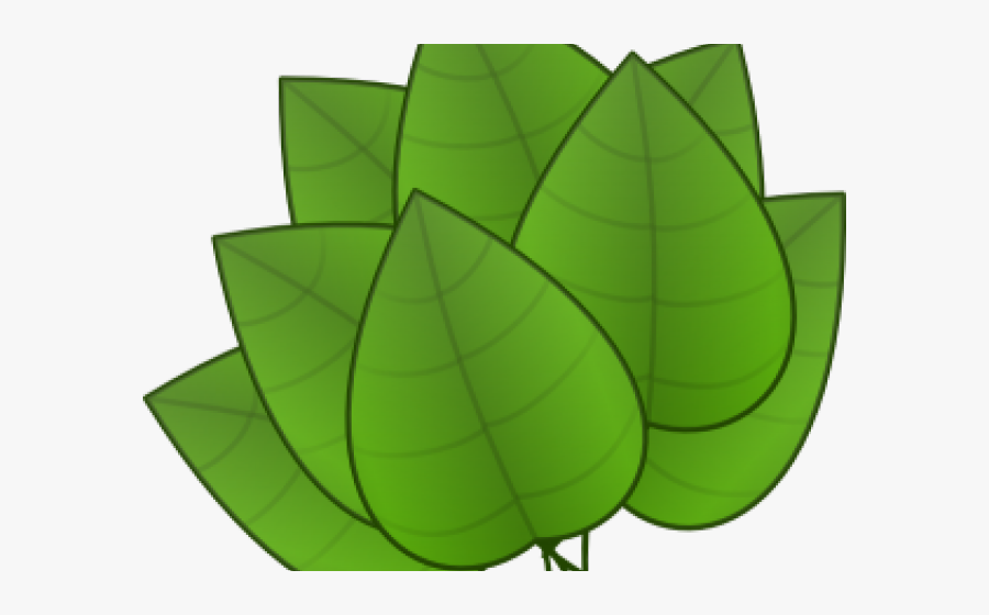 Transparent Confident Clipart - Parts Of Plants Leaves, Transparent Clipart