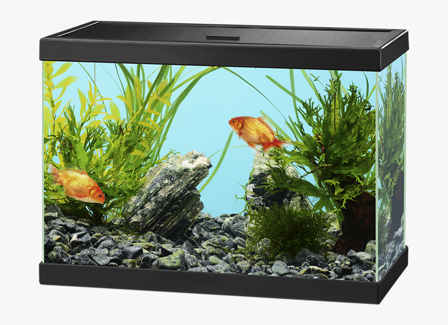 Fish Tank Png - Transparent Background Fish Tank Png, Transparent Clipart