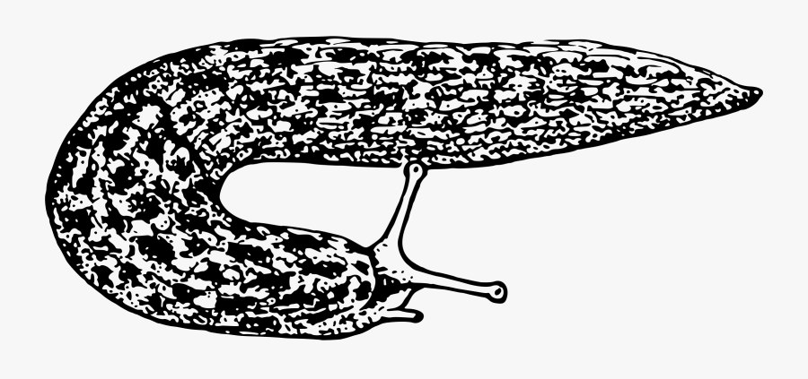 Line Art,leaf,area - Slug Clipart Black And White, Transparent Clipart