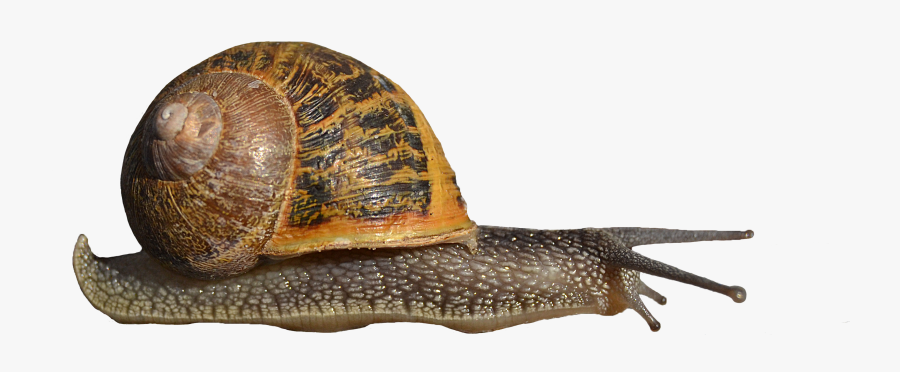 Portable Network Graphics Snails And Slugs Clip Art - Snails Png, Transparent Clipart