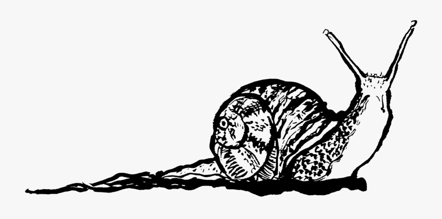 Biology Drawing Snail Transparent Png Clipart Free - Illustration, Transparent Clipart