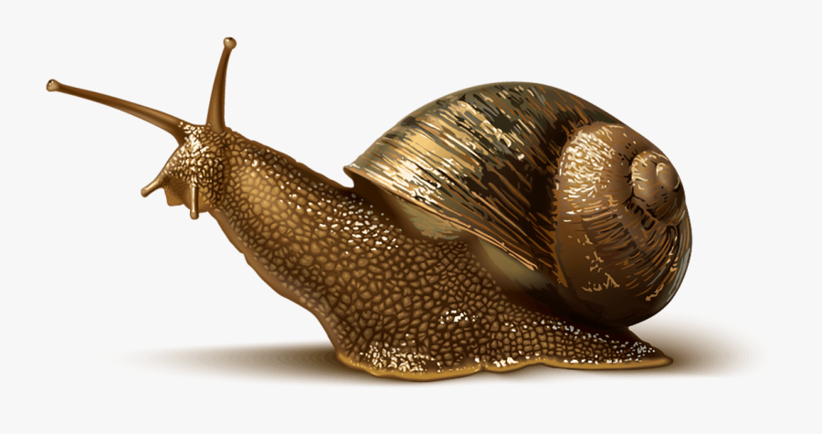 Transparent Metal Slug Png - Shell 4 Pics 1 Word, Transparent Clipart