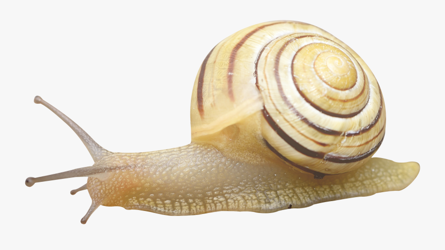 Slug - Snail Transparent, Transparent Clipart