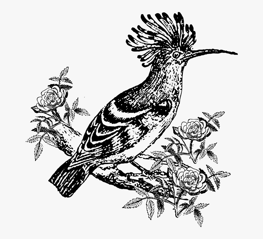 Exotic Birds Black And White, Transparent Clipart