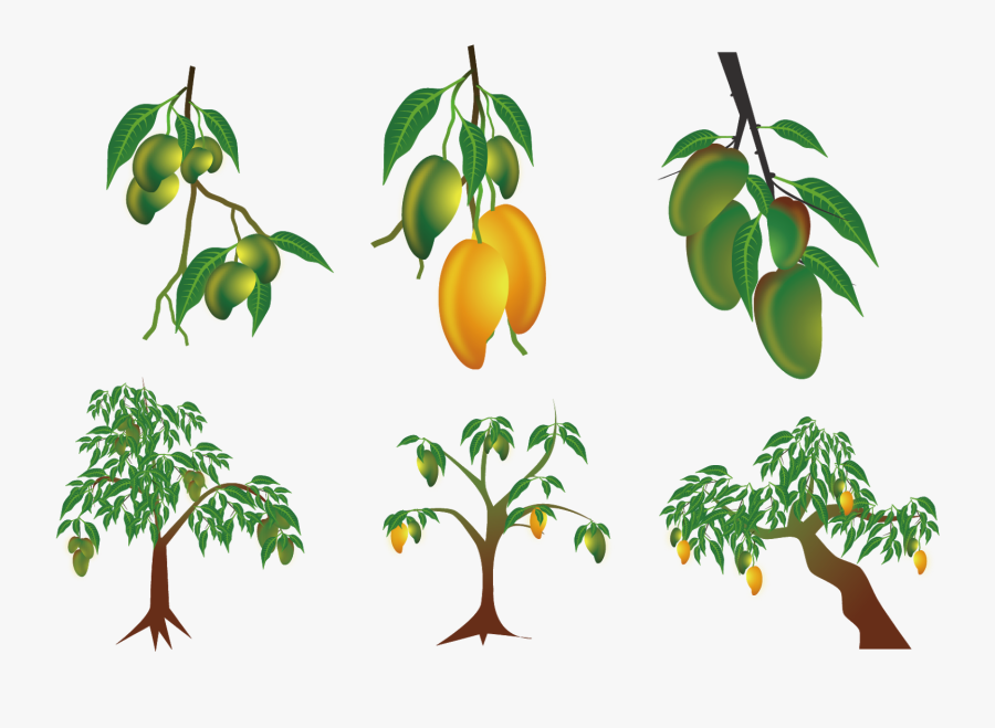 Mango Plant, Transparent Clipart