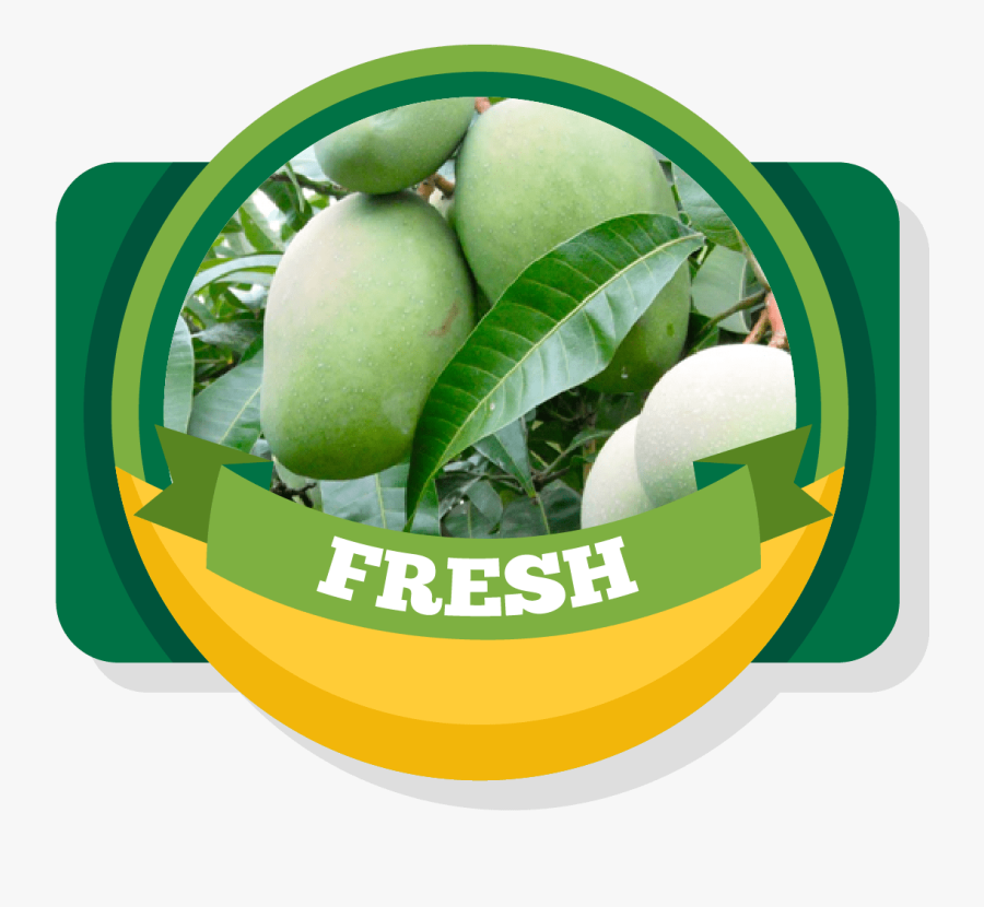 Aroma Of Our Fruit - Fresh Green Mango Png, Transparent Clipart