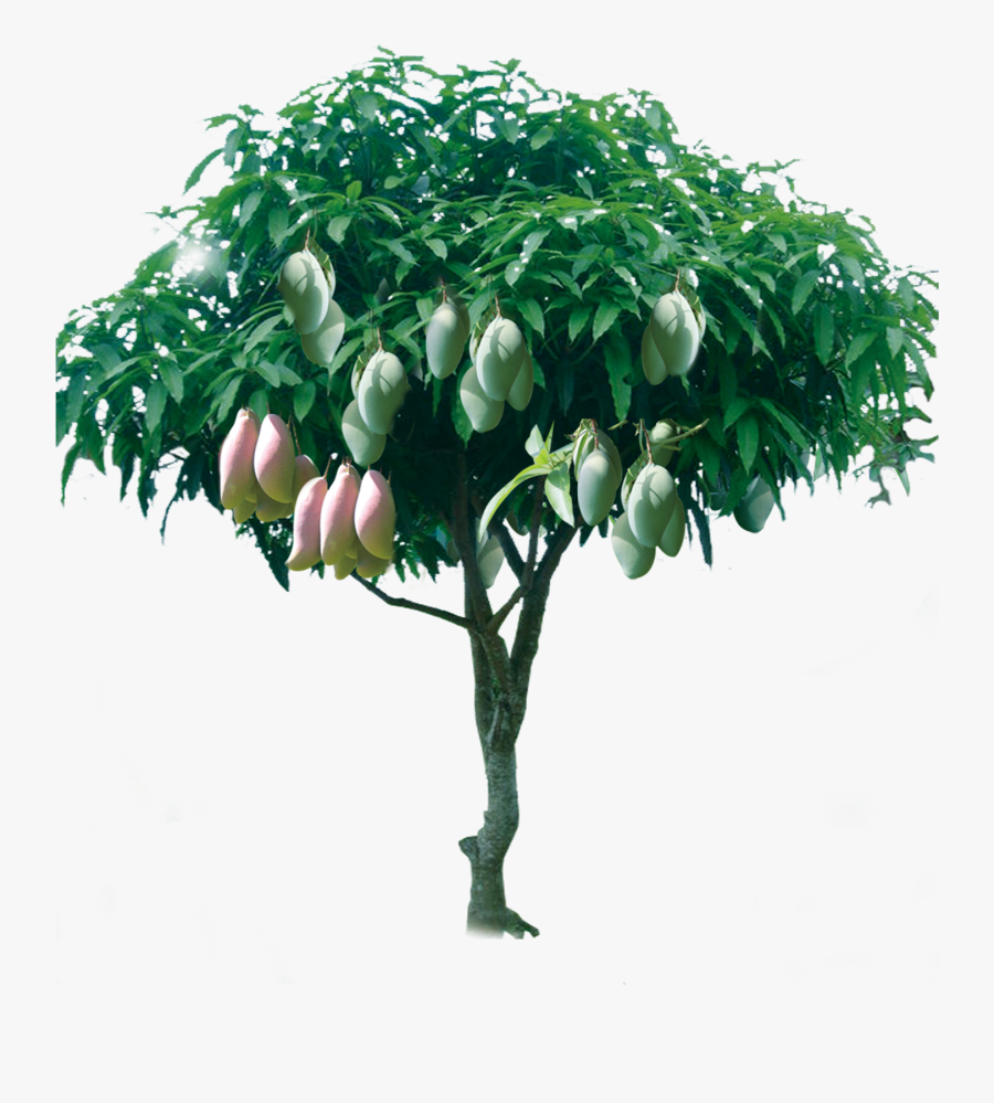 Transparent Mango Tree Png, Transparent Clipart