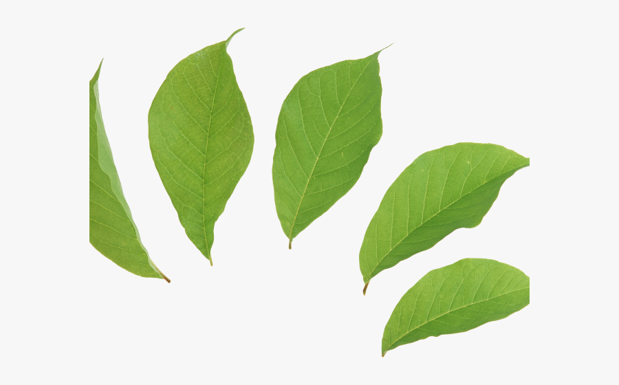 Green Transparent Background Leaves Logo, Transparent Clipart