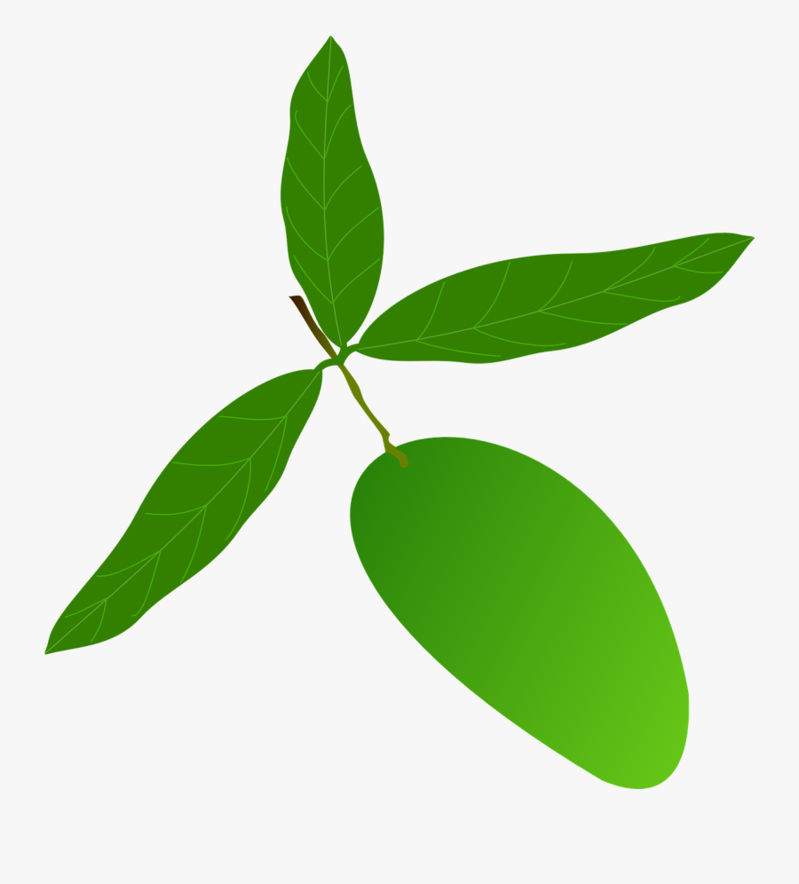 mango leaves vector png free transparent clipart clipartkey mango leaves vector png free
