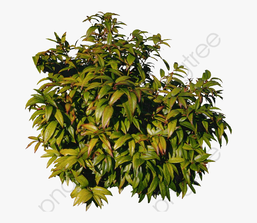 Mango Tree - Mango Tree Png, Transparent Clipart