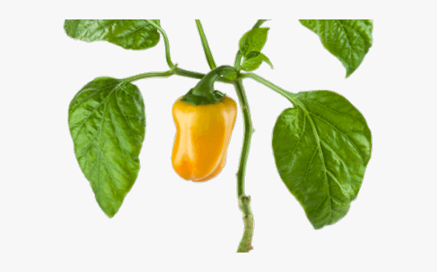 Pepper Plant Png , Transparent Cartoons - Transparent Pepper Plant Png, Transparent Clipart